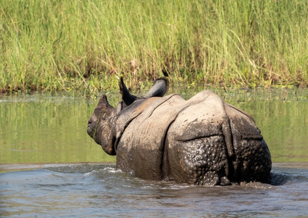 Крупным планом выстрел носорога в воде