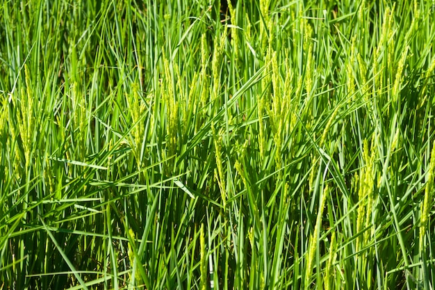 Closeup shot of Rice fields  