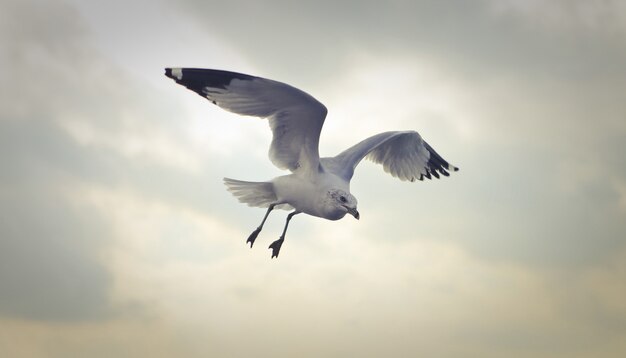 Closeup Shot Of A Ring-billed Gull Flying at Daytime