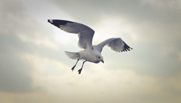 낮에 비행 Ring-billed 갈매기의 근접 촬영 샷