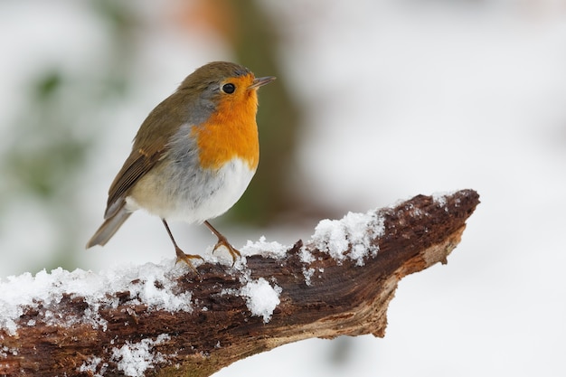 Closeup shot of robin bird perched on tree branch covered with snow