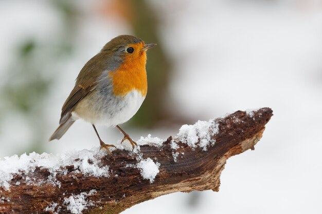 Closeup shot of robin bird perched on tree branch covered with snow