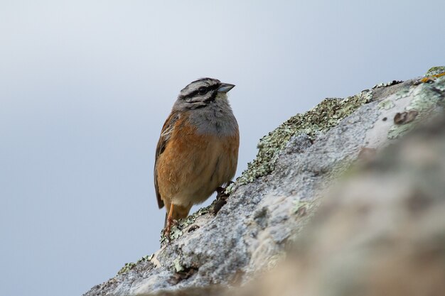 Closeup shot of rock bunting perched on a rock