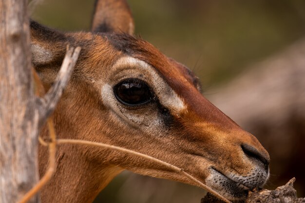 ケニア、ナイロビ、サンブルで捕獲されたノロジカのクローズアップショット