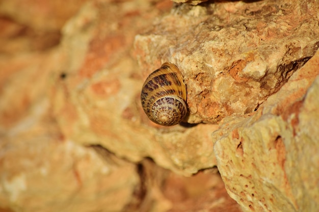 Closeup shot of a Roman snail on a cliff in Maltese Islands, Malta