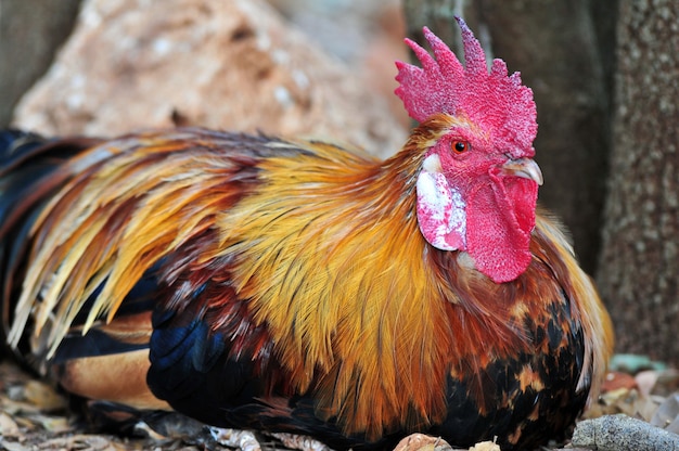 Closeup shot of a rooster sitting on the ground