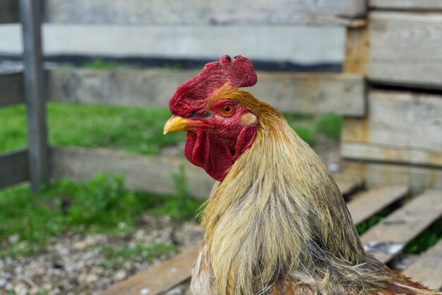 Closeup shot of a rooster