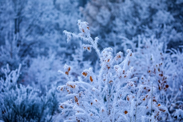 Closeup shot of rosehip branches covered by frost