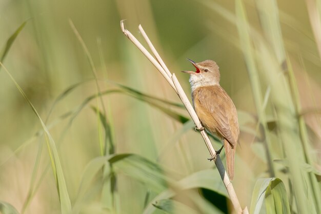 Closeup shot of a russet nightingale sitting on a tree branch during daylight