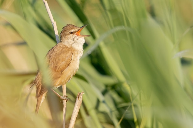 Free photo closeup shot of a russet nightingale sitting on a tree branch during daylight