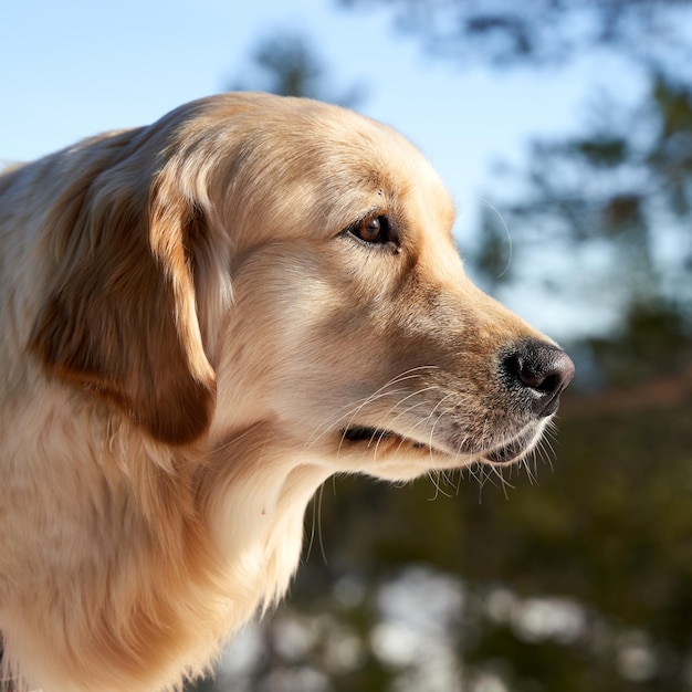 冬の緑の中でロシアントラッカー犬のクローズアップショット