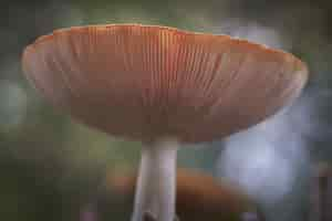 Foto gratuita colpo del primo piano di un fungo di integra della russula