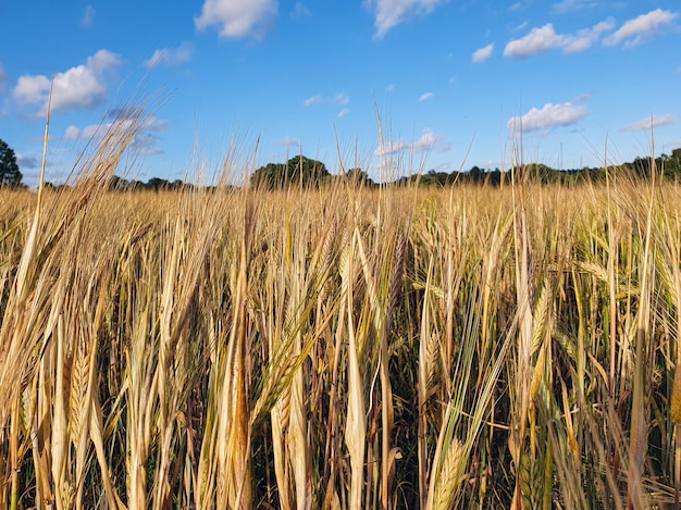 Closeup shot of rye field