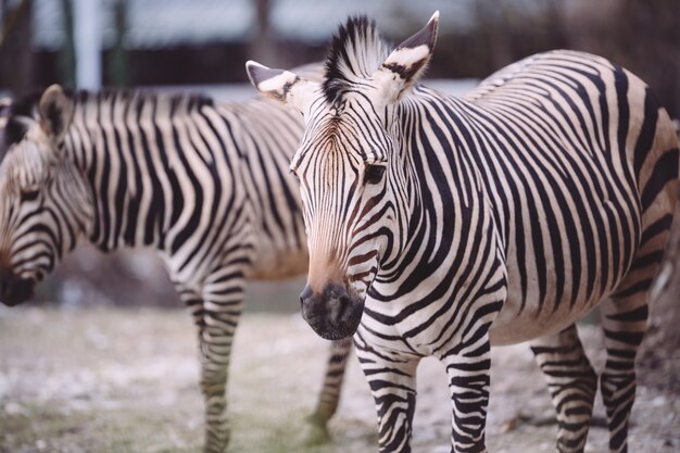 Крупным планом выстрел грустной зебры в зоопарке