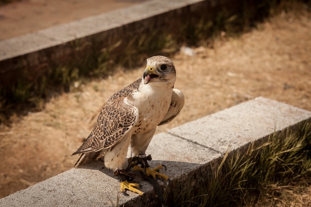 Free Photo closeup shot of a saker falcon perching on a stone