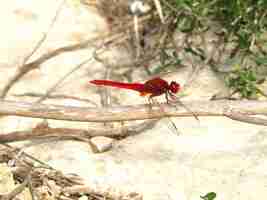 Free photo closeup shot of a scarlet dragonfly sitting on a twig