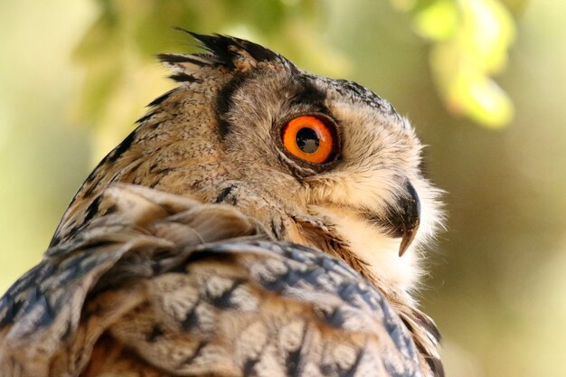 Closeup shot of a screech owl