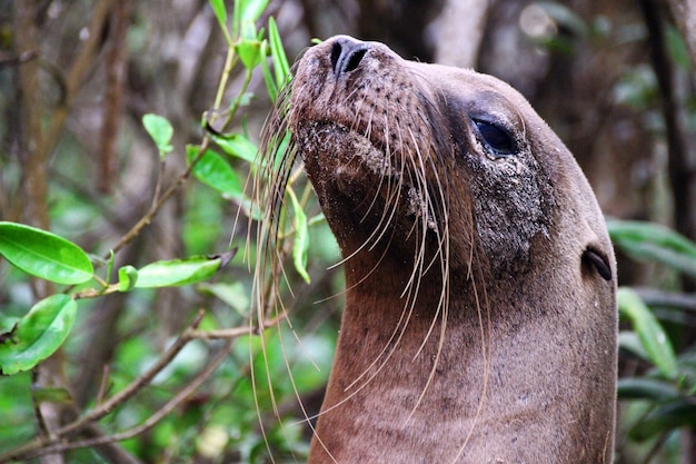 Foto gratuita primo piano di un leone marino nelle isole galapagos