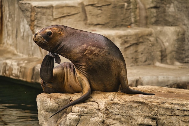 Closeup shot of a sea lion on the piece of rock over the water on a rocky wall background