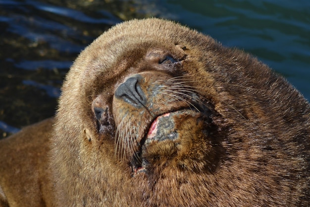 Free photo closeup shot of a sea lion under sunlight outdoors