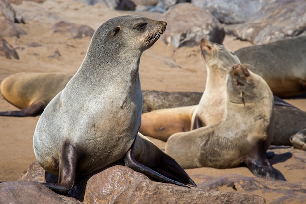 Closeup shot of sea lions group laying on the rocks