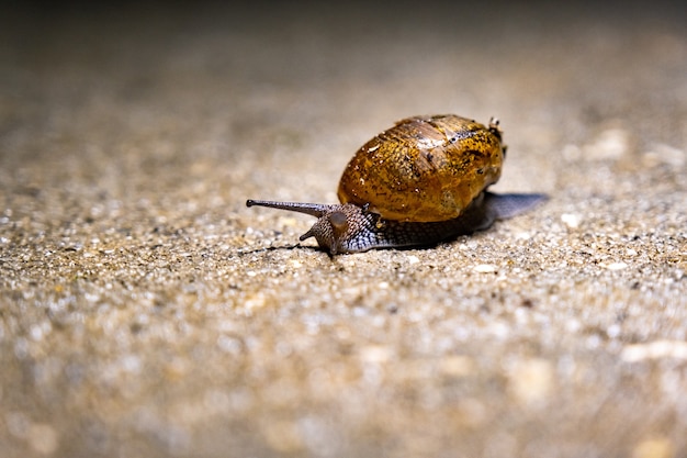 Closeup shot of a sea snail on the beach