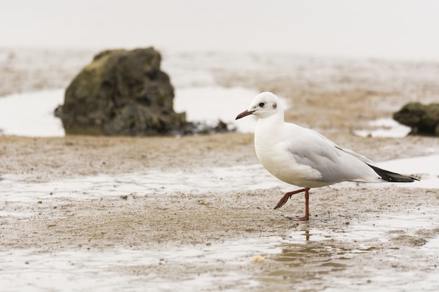Closeup shot of a Seagull on a beach
