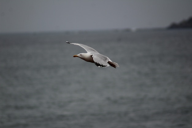 Closeup shot of a seagull flying low over the sea level