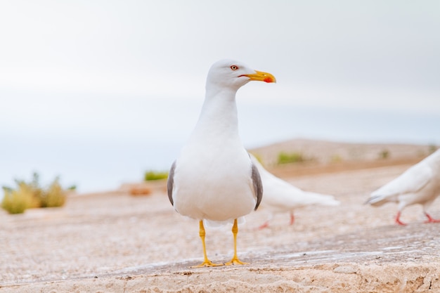 Closeup shot of a seagull on a sandy beach