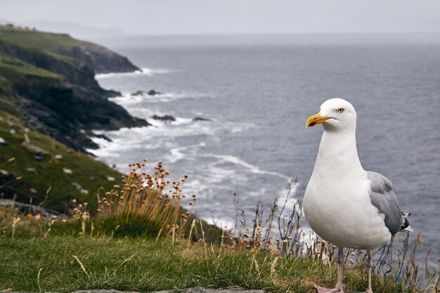 Closeup shot of a seagull in slea head drive