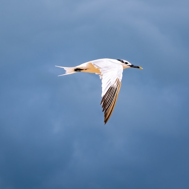 Closeup shot of a seagull with blue sky