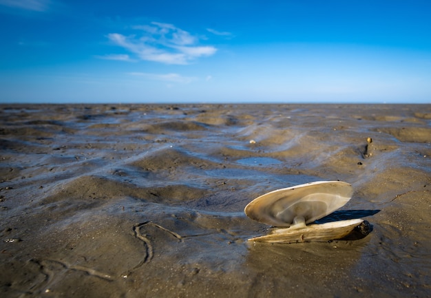 Free photo closeup shot of a seashell on mud and a blue sky