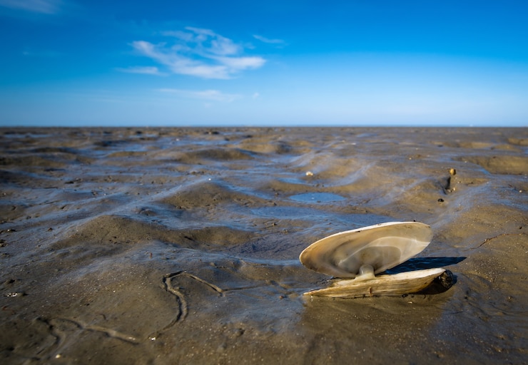 Free Photo closeup shot of a seashell on mud and a blue sky