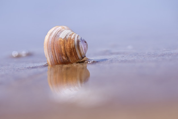 Free photo closeup shot of seashell on sand