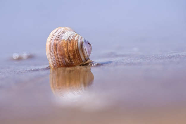 Closeup shot of seashell on sand