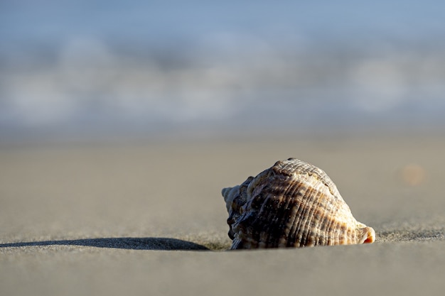 Closeup shot of a seashell on the sandy beach on blurred nature