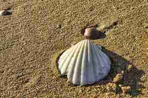 Free photo closeup shot of a seashell on a sandy beach under the sunlight