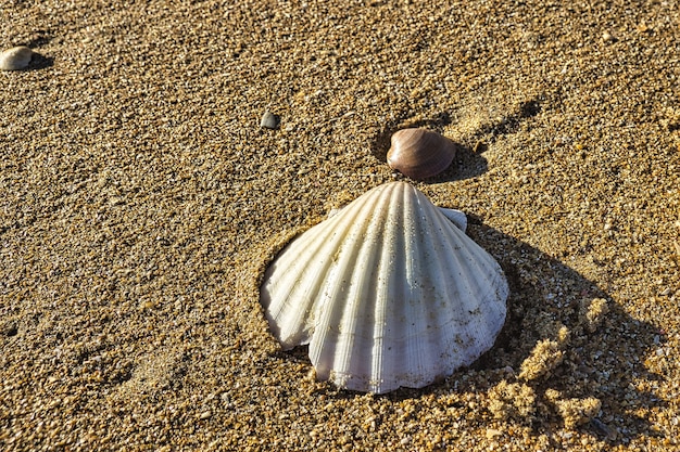 日光の下で砂浜の貝殻のクローズアップショット