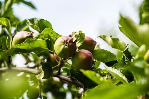 Closeup shot of semi-ripe apples on a branch in a garden