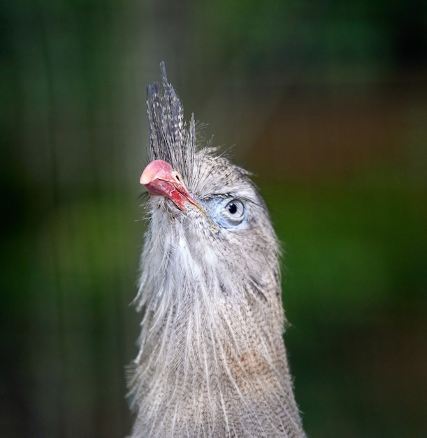 Closeup shot of a seriema bird on a blurred surface