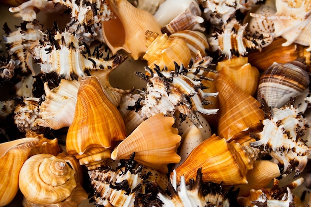 Closeup shot of several snails and seashells
