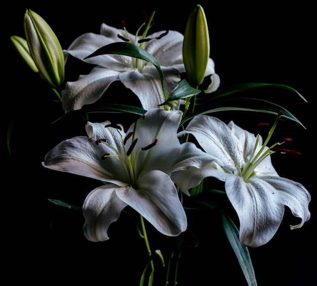 Closeup shot of several white flowers next to each other behind a black background