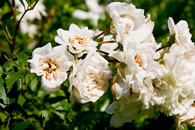 Closeup shot of several white flowers next to each other on a branch