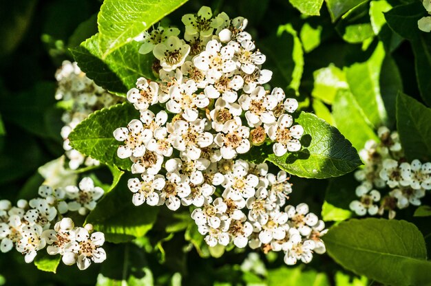 Closeup shot of several white flowers surrounded by green leaves
