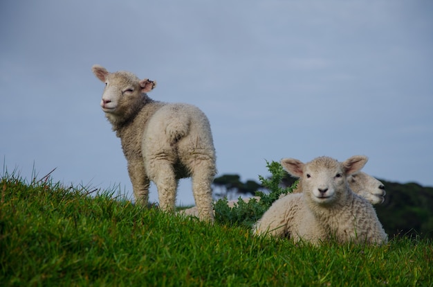 Closeup shot of sheep in a grassland