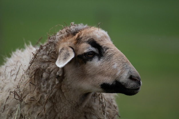 Closeup shot of a sheep with a blurred background