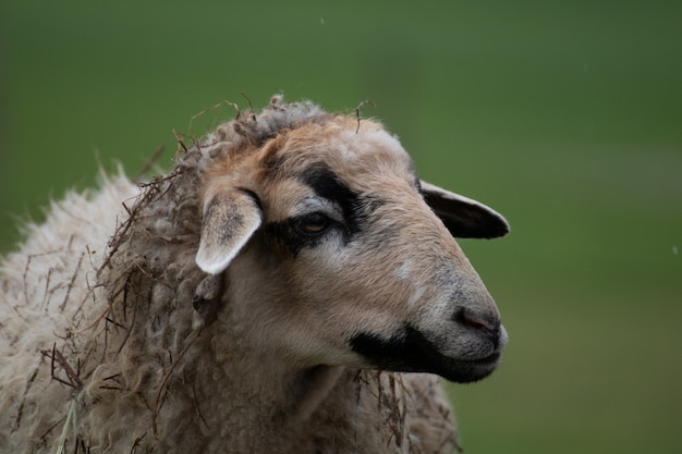 背景をぼかした写真の羊のクローズアップショット