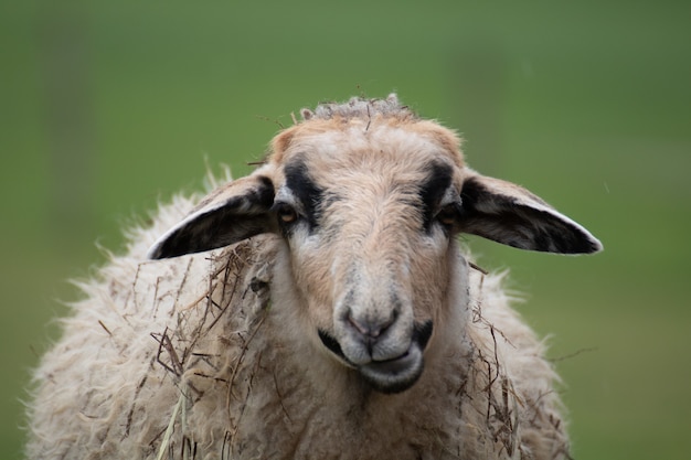 Closeup shot of a sheep with a blurred