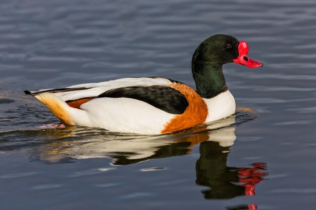 Closeup shot of shelduck swimming on a water surface