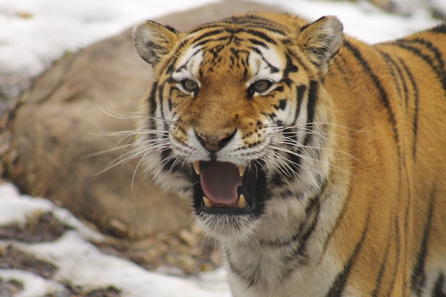 Крупным планом выстрел амурского тигра в зоопарке